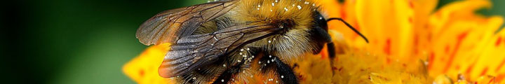 exposition insectes