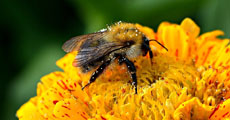 exposition insectes
