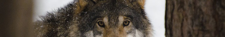exposition loup