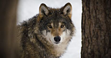 exposition loup
