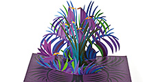 malle pop-up oh pop-up 1